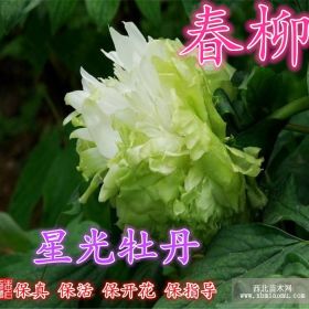 觀賞牡丹花苗盆栽牡丹樹(shù)牡丹鮮花綠植花卉菏澤牡丹洛陽(yáng)牡丹