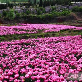 芍藥芽芍藥苗芍藥籽芍藥種子白芍苗白芍芽赤芍種子赤芍籽赤芍種苗