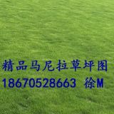 馬尼拉草皮2017年批發(fā)價格是多少/仁懷馬尼拉草皮報價