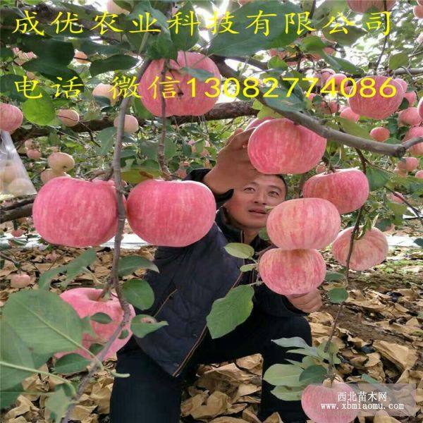 苹果树 苹果苗