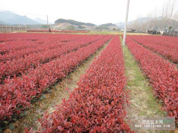 红叶石楠价格哪里低