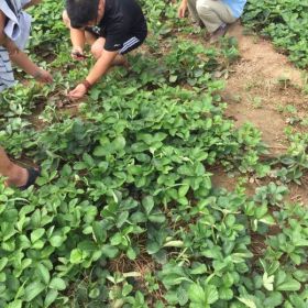 红颜草莓苗、2017年草莓苗价格多少、红颜草莓苗基地