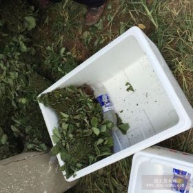 盆栽草莓苗、盆栽草莓苗多少钱一棵、盆栽草莓苗什么品种好？