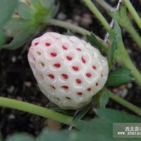 河北草莓苗、河北大赛草莓苗、河北达赛草莓苗新品种