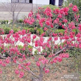 供應(yīng)紅梅、綠梅、紫葉李，紫薇，欒樹