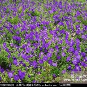 出售莱芜四季草花价格