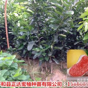 福建红心蜜柚苗要怎么种植才能结好吃的蜜柚呢