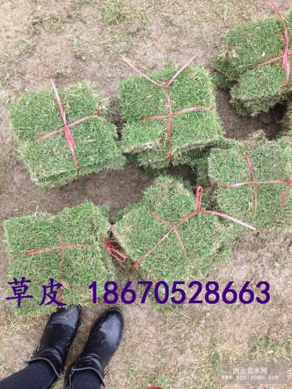 马尼拉草皮图片