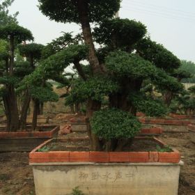 荣兴盆景-对节白蜡