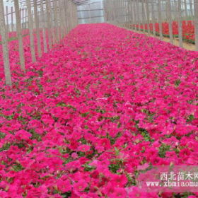 铜陵四季草花直销价格