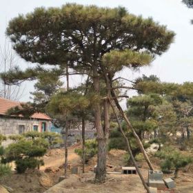 低价供应优质造型景观松，造型油松，平顶松