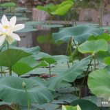 荷花種球根塊的批發(fā)價(jià)格