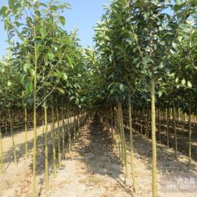 金葉女貞大葉黃楊衛(wèi)矛沙地柏紅葉小檗苗圃場