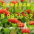 茶花多少錢(qián)一盆