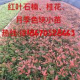 紅葉石楠小苗價格·紅葉石楠苗木報價