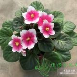 潮州勞動節(jié)草花 草花供應(yīng)