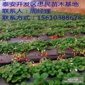 2017年草莓苗行情 草莓苗批发价格 草莓苗供应