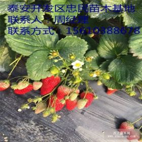 章姬草莓苗基地 基地出售章姬草莓苗