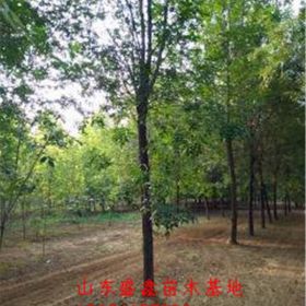 山东柿子树基地 2公分柿子树价格