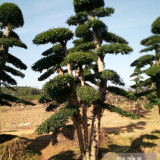 造型小葉女貞基地 獨特造型女貞 古樁叢生女貞