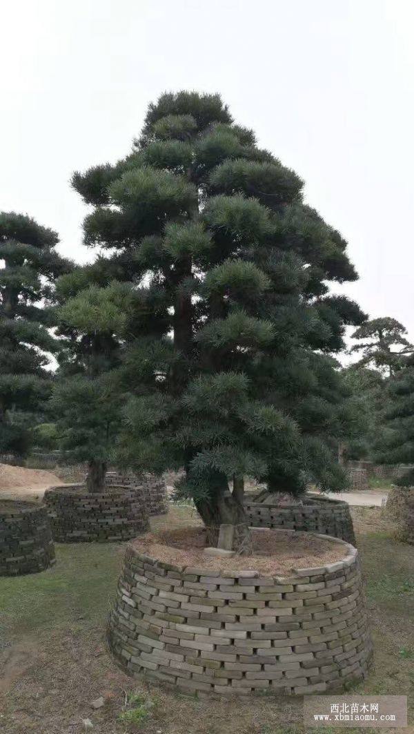 羅漢松園 造型羅漢松