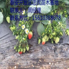 甜查理草莓苗价格 甜查理草莓苗供应