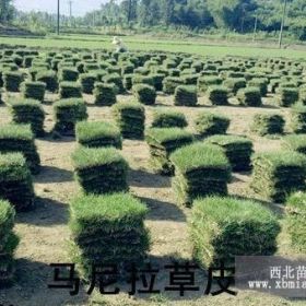 马尼拉草皮图片及价格