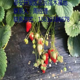 红颜草莓苗 红草莓苗出售