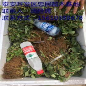 丰香草莓苗 丰香草莓苗批发价格