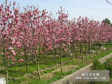 櫸樹產(chǎn)地價格