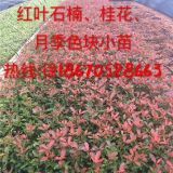 紅葉石楠小苗價格/紅葉石楠苗木報價