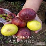 山东无花果树苗基地 无花果树苗批发基地