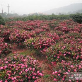 供應(yīng)茶花球