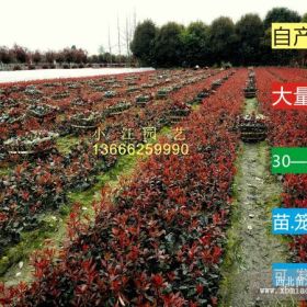 小江園藝求購紅葉石楠工程苗價格四川成都溫江