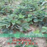 牛奶草莓苗價(jià)格 牛奶草莓苗多少錢 山東牛奶草莓苗