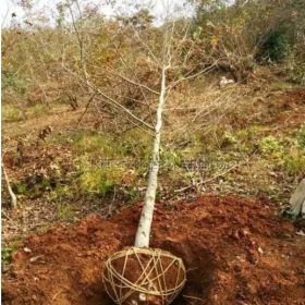 江西九江枫香基地_枫香树价格