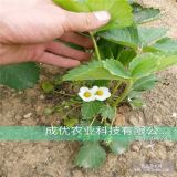 哪里有草莓秧苗 哪里賣草莓秧苗 草莓秧苗價(jià)格