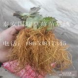 一畝地栽多少棵草莓苗？