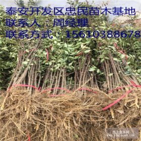 花椒苗 花椒苗批发价格 花椒苗多少钱一棵