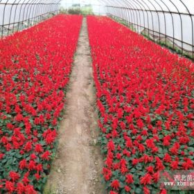 江西南昌草花价格低、质量好江西省哪里有农户种植草花销售