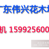 廣東10公分香樟樹袋苗12公分香樟樹袋苗15公分香樟樹袋苗出