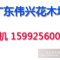 廣東10公分香樟樹(shù)袋苗12公分香樟樹(shù)袋苗15公分香樟樹(shù)袋苗出