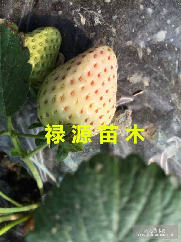 白雪公主草莓苗