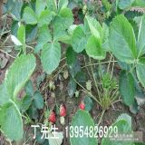 原生甜查理草莓苗種植環(huán)境 一代草莓苗