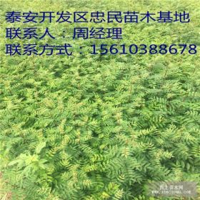 哪里大红袍花椒苗价格便宜 大红袍花椒苗基地