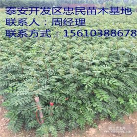 花椒苗 九叶青花椒苗价格