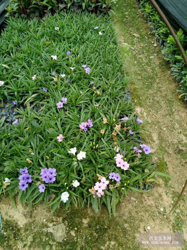 藍(lán)花莉