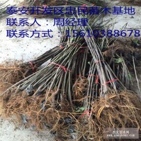 无花果苗批发 无花果苗多少钱一棵