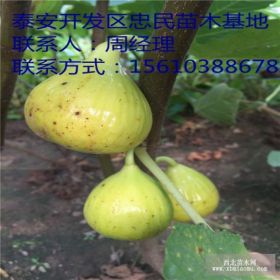 无花果树苗价格多少 无花果树苗价格那里便宜