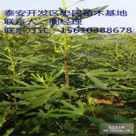 供应青皮无花果树苗 青皮无花果树苗价格